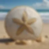 A digital representation of Sand Dollar crypto symbolizing its value